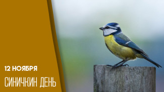 12 ноября Синичкин день: открытки для мессенджеров