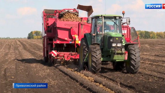 Есть, что есть? Выяснили, уродились ли картофель, лук и капуста в Самарской области в 2023 году