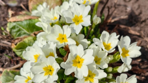 Натуралист-любитель поделился удивительными фотографиями редких растений и животных Самарской области