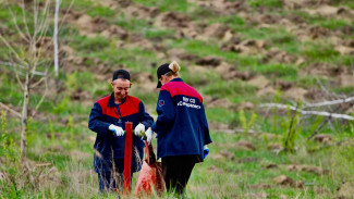 Самарские лесники высадили 856 гектаров леса в 2025 году 