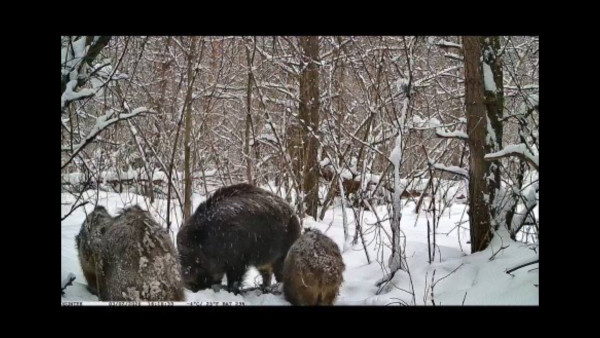 В лесу под Самарой фотоловушка сняла семейство кабанов в поисках еды под снегом
