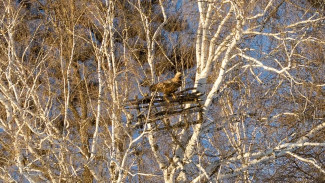 В Самарскую область с Ближнего Востока вернулись Солнечные орлы
