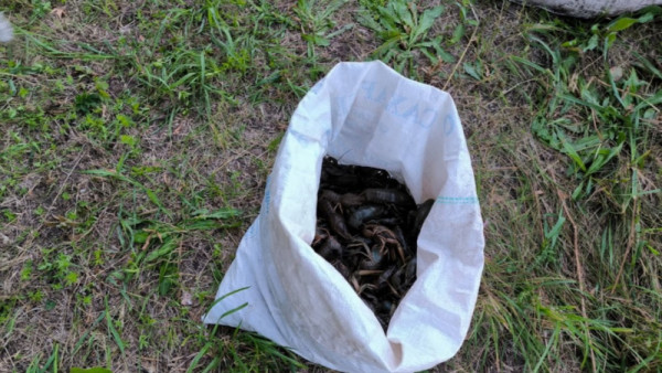 Под Самарой браконьер выловил более 1550 раков