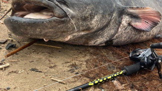 Самарские рыбаки достали со дна пугающих гигантов