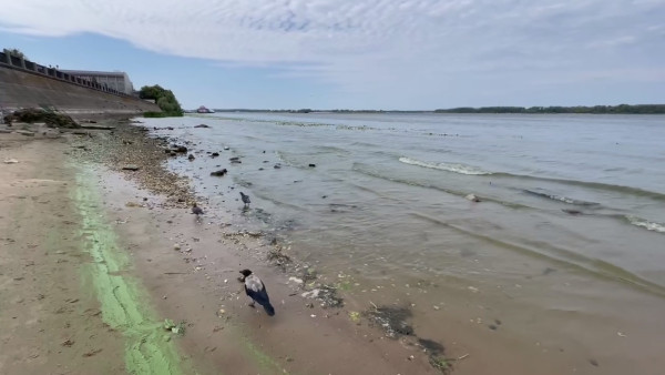 Жители Самары пожаловались на цветение токсичных водорослей в Волге