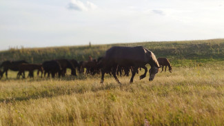 Народный календарь: 31 августа. Не делайте этого в Фролов день, чтобы не лишиться здоровья
