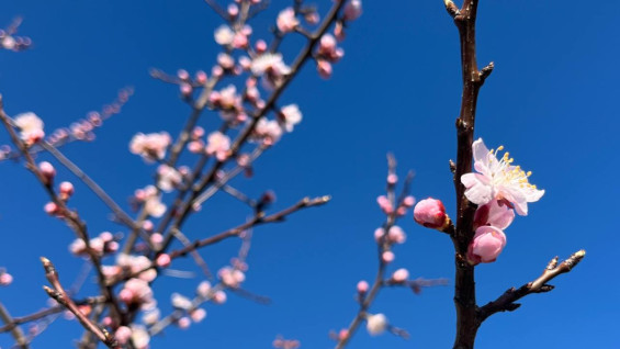 Стало известно, когда в Самаре снова потеплеет до +20