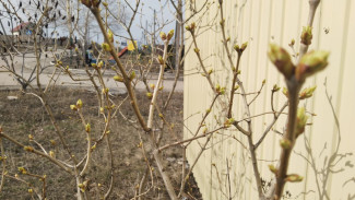 +11 °С: синоптики рассказали, когда придет весеннее тепло в Самару