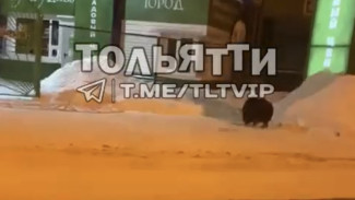 В Самарской области по улицам гуляет мохнатый злыдень