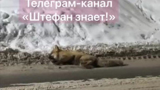 В Самаре лиса с признаками бешенства напала на людей в подъезде дома № 21 п. Мехзавод