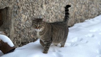 Прогноз погоды в Самаре и по области на воскресенье, 1 марта