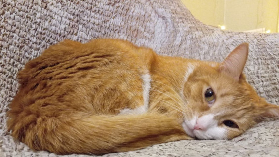 В Самарской области нашли 26 интернет-магазинов с нелегальными лекарствами для животных