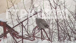 На самарскую телебашню взгромоздился ночной кошмар