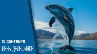 12 сентября — Всемирный День дельфинов: на волне доброты   