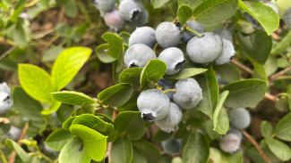Появились фото первой промышленной плантации голубики под Самарой