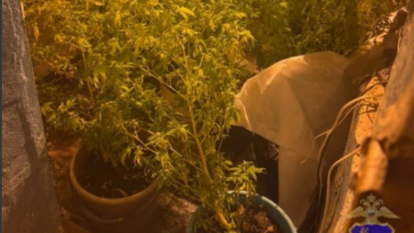 Под Самарой в подвале многоэтажки обнаружен огород с 9 запрещенными растениями