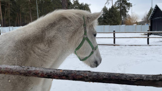 Народные приметы 26 февраля: что нельзя делать в Мартинианов день, если не хотите остаться в одиночестве