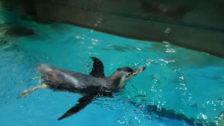 Родившийся в самарском океанариуме пингвинёнок Гумбольдта научился плавать