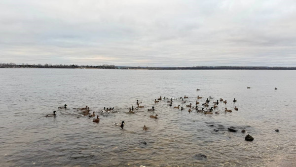В Самаре началось массовое нашествие уток на Волге и в парках