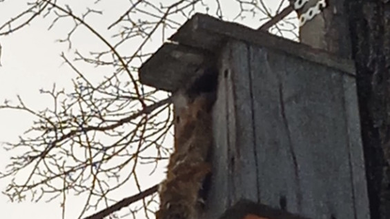 Мертвые белки и птицы напугали посетителей парка Гагарина в Самаре