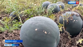В Борском районе собрали арбузы сорта «Икар»