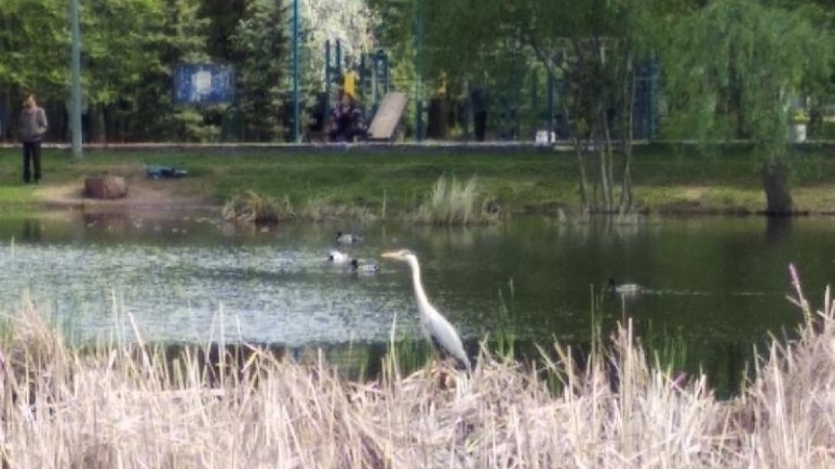 В Самаре на Воронежских озерах поселилась цапля – Новости Самары и  Самарской области – ГТРК Самара