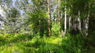 В Самарской области ввели карантин из-за растения-убийцы