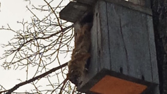 Мертвые белки и птицы напугали посетителей парка Гагарина в Самаре