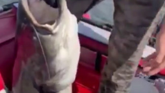 В Самарской области рыбак поймал на Волге сома размером с человека