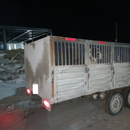 Россельхознадзор предотвратил нелегальный вывоз 12 собак за границу