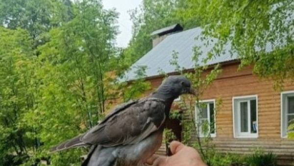 В Самарской области развернулась операция по спасению птенца вяхиря