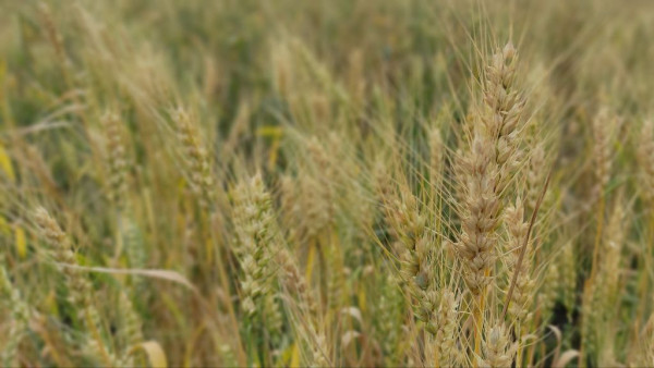 Народный календарь: 28 июля 2024. Эта примета в День Крещения Руси сулит неудачи на весь год