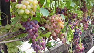 В Самаре самогонщик продавал свою продукцию под видом элитного алкоголя