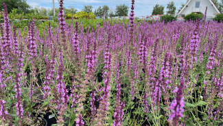 Народный календарь 20 июня. Не делайте этого в Федотов день, чтобы не потерять достаток и здоровье