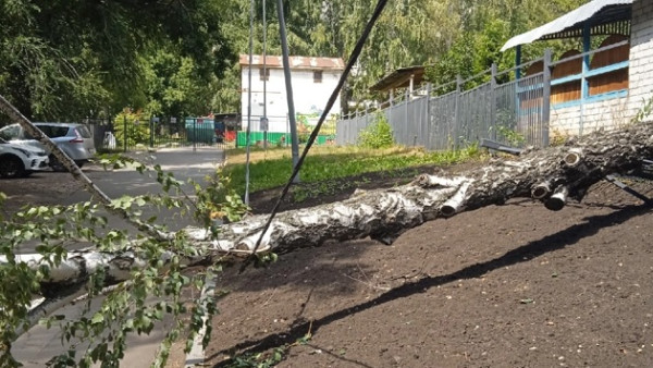 В Самаре рядом с детским садом повисло дерево на проводах