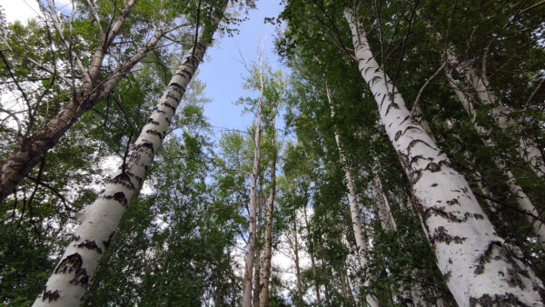 В МЧС Самарской области дали несколько советов, как не заблудиться в лесу 