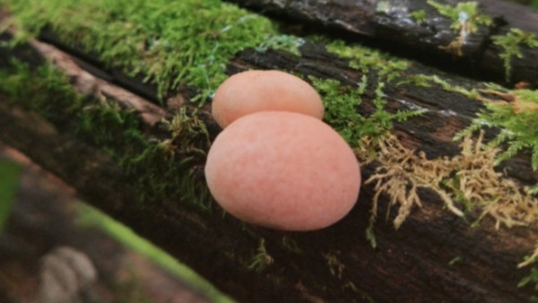 В Жигулевском заповеднике нашли новый вид грибов