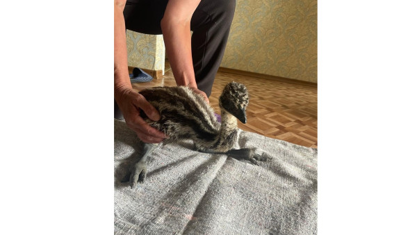 Брошенный в лесу эму попал в самарский приют