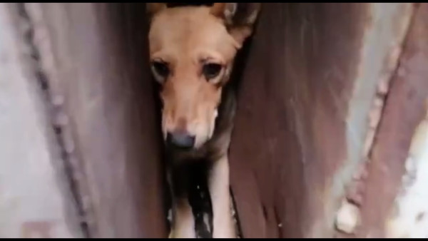 Самарцы спасли двух собак, застрявших между гаражами 