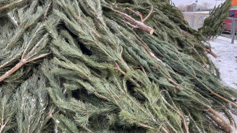 Самарцам рассказали, чем может быть опасна настоящая новогодняя ель у вас дома