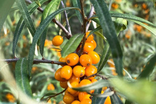 Самый тяжкий грех 14 августа: что нельзя делать в первый день Успенского поста