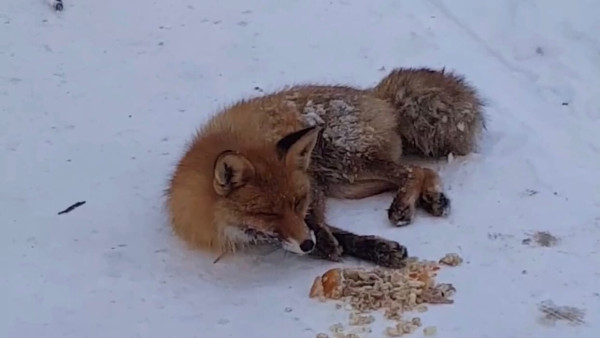 В Самаре бегала лиса с покусанным хвостом