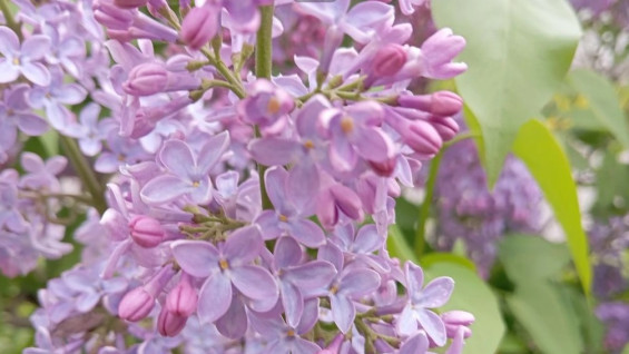 Весна и лето в Самарской области в 2026 году будут теплее нормы