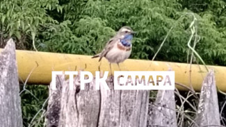 В День России в Самаре заметили птицу с триколором на груди