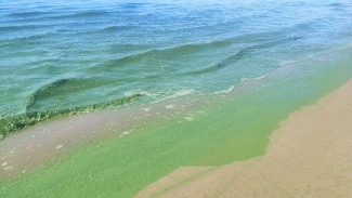 Самарские ученые разработали технологию очистки Волги от бурного цветения 