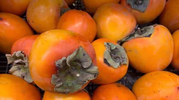 Самарцам рассказали, почему хурма опасна для кишечника