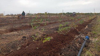 Под Самарой заложили промышленную плантацию голубики