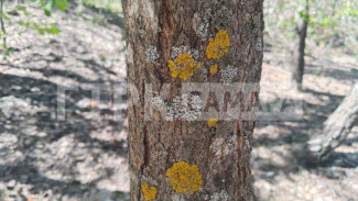 В лесах Самарской области завелся «вредитель растений»