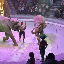 Сбежавшая в Самаре слониха Одри не вышла на манеж после побега