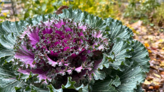 Для самарских дачников с 1 марта 2026 года вводят новые штрафы за сорняки на участках